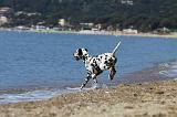 DALMATIEN 174